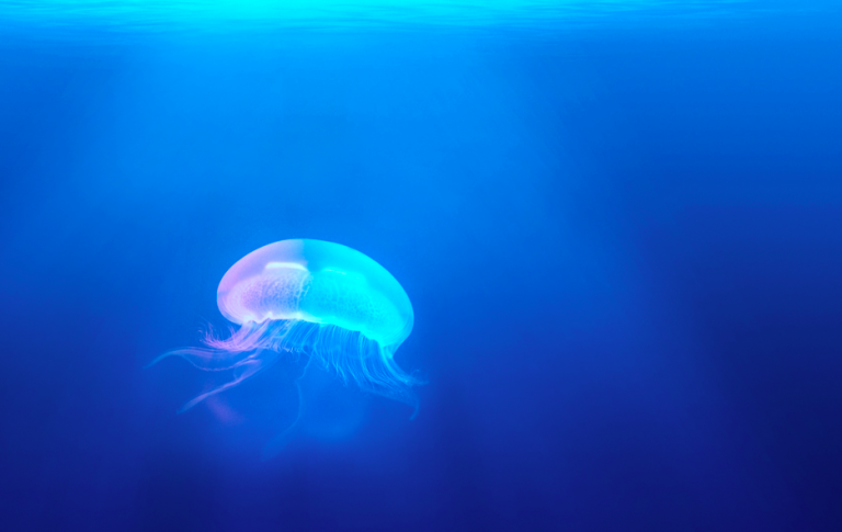 Jelly Cam sizi okyanusa götürüyor