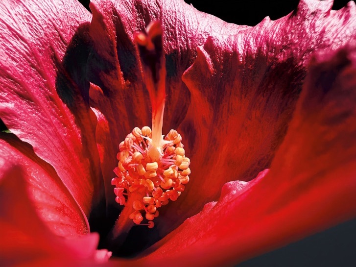 Apple, Shot on iPhone Macro Challenge’ın en iyi fotoğraflarını açıkladı